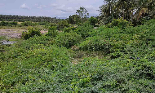நல்லாற்றில் கருவேல மரங்களை அகற்ற கோரிக்கை