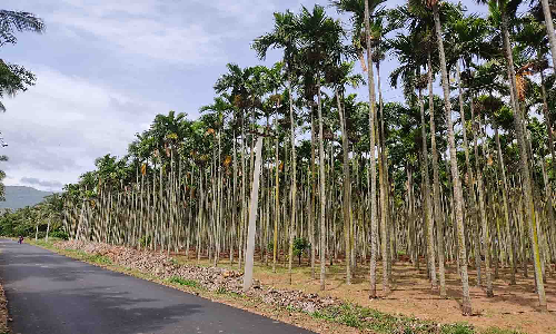உடுமலை வட்டாரப்பகுதியில் பாக்கு மரம் சாகுபடியில் விவசாயிகள் ஆர்வம்