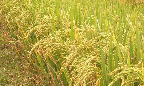 மானிய விலையில் நெல், உளுந்து விதைகள், இடுபொருட்கள் - விவசாயிகள் வாங்கி பயனடைய வேண்டுகோள்