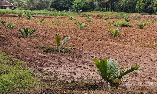 தென்னை நடவு செய்ய விரும்பும்வி வசாயிகளிடமிருந்து விண்ணப்பங்கள் வரவேற்பு