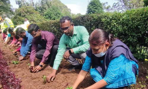 குன்னூர் சிம்ஸ் பூங்காவில் 2-வது சீசனுக்கான மலர் நாற்றுகள் நடவு