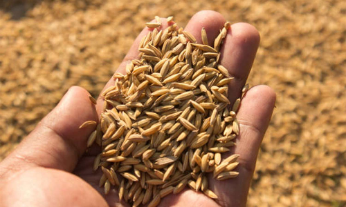 மானிய விலையில் விதை நெல் இடுபொருட்கள் பெற்று பயன்பெறலாம்