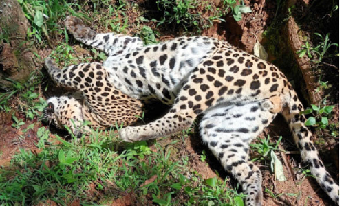 ஊட்டி அருகே சுருக்கு கம்பியில் சிக்கி சிறுத்தை பலி