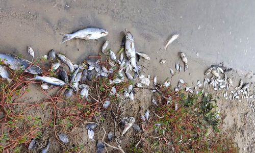 கொசஸ்தலை ஆற்றில் ஏராளமான மீன்கள் செத்து மிதக்கின்றன- தொழிற்சாலை கழிவுநீர் காரணமா?