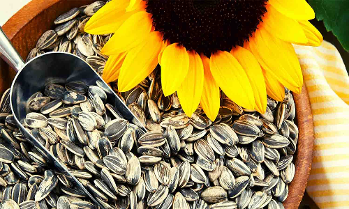 எண்ணை விலை உயரும் நிலையில் சூரியகாந்தி விதைக்கு விலை கிடைக்காததால் விவசாயிகள் கவலை