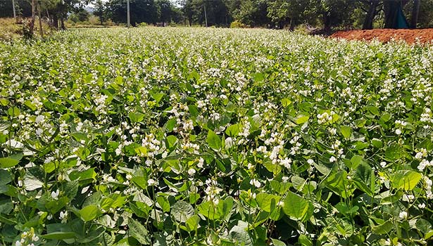கடமலைக்குண்டு அருகே அவரை விளைச்சல் அதிகரிப்பால் விவசாயிகள் மகிழ்ச்சி