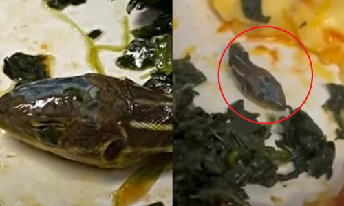 விமானத்தில் வழங்கப்பட்ட உணவில் பாம்பு தலை