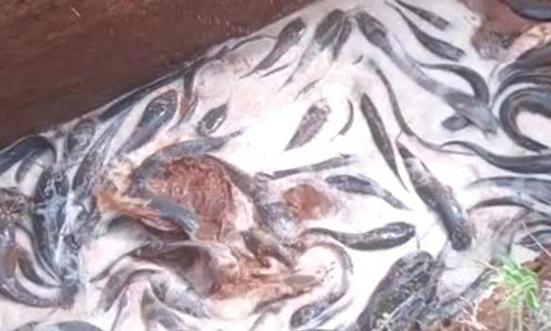 வடமதுரை அருகே  தடை செய்யப்பட்ட மீன்கள் பறிமுதல்