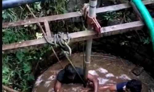 கோத்தகிரி அருகே கிணற்றுக்குள் தவறி விழுந்த பசுமாடு மீட்பு