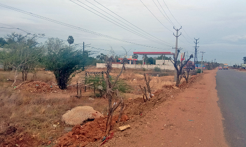 நான்கு வழிச்சாலை பணிக்காக அகற்றம்- மறு நடவு செய்த மரங்கள் முறையாக பராமரிக்கப்படுமா?