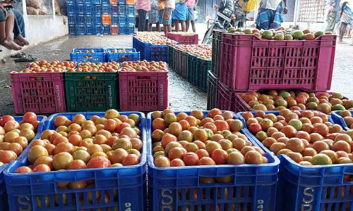 தருமபுரியில்  தக்காளி விலை கடும் சரிவு