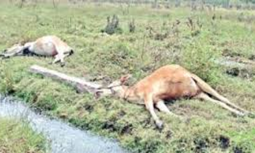 மின்கம்பத்திலிருந்து மின்சாரம் பாய்ந்து மாடு-பன்றிகள் பலி