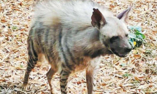 வண்டலூர் உயிரியல் பூங்காவில் வரிக்கழுதைப்புலி உயிரிழந்தது