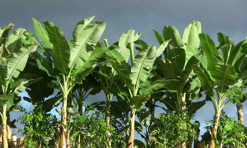 தண்ணீரை சேமிக்க சொட்டுநீர் பாசனத்தில் வாழை சாகுபடி