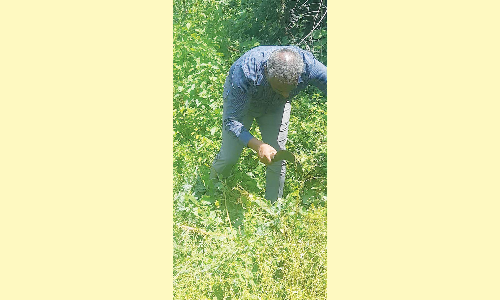 சீமை கருவேல புதர்களை அகற்றிய கலெக்டர்