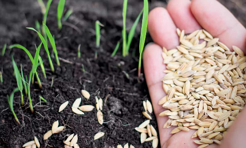 காஞ்சிபுரம் மாவட்டத்தில் விவசாயிகள் விதை பரிசோதனை செய்து கொள்ள அழைப்பு