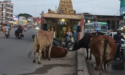 போக்குவரத்துக்கு இடையூறு செய்யும் கால்நடைகள்