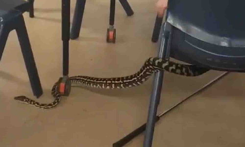 கரைப்பாளையம் பள்ளியில் வகுப்பறைக்குள் புகுந்த பாம்பு - மாணவர்கள் அலறியடித்து ஓட்டம்