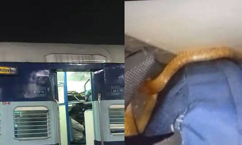 நிஜாமுதீன் எக்ஸ்பிரஸ் ரெயில் பெட்டியில் பதுங்கி இருந்த பாம்பு- பயணிகள், பெண்கள் அலறல்