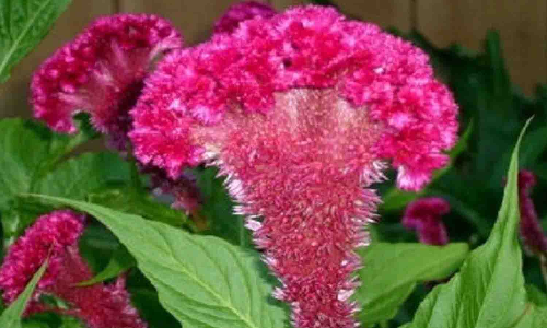 கோழிக்கொண்டை பூக்கள் விலை சரிவால் விவசாயிகள் கவலை