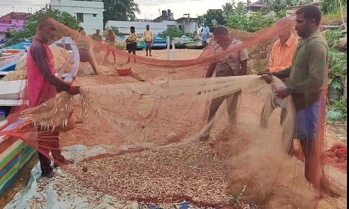 குளச்சலில் நெத்திலி மீன் சீசன் ஆரம்பம்