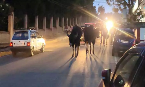 கோத்தகிரி சாலையில் உலா வரும் காட்டெருமைகள்