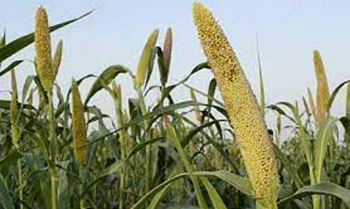 தியாகதுருகம் பகுதியில் விவசாயிகள் மானாவாரி கம்பு விதைத்து பயனடையலாம்: வேளாண் உதவி இயக்குனர்  தகவல்