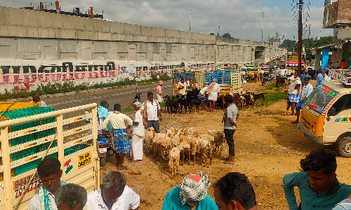 சூளகிரியில் நெடுஞ்சாலை ஓரமாக  இயங்கி வரும் தற்காலிக ஆட்டு சந்தை-  வேறு புதிய இடம் தேர்வு செய்ய வலியுறுத்தல்