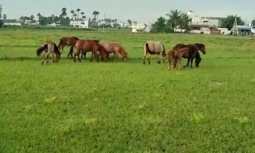 பெரியநாயக்கன் பாளையத்தில் விவசாய பயிர்களை நாசமாக்கும் குதிரைகள்