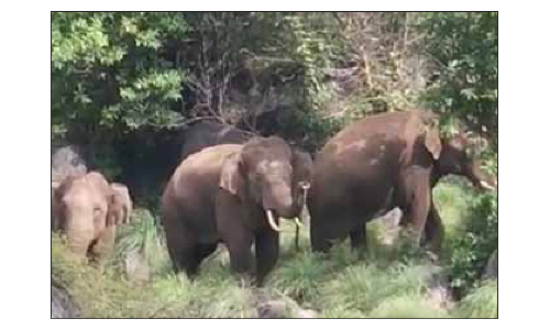 கிராமபுற பகுதியில் உலா வரும்  யானையால் பொதுமக்கள் பீதி