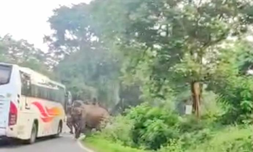 திம்பம் மலைப்பாதையில் கர்நாடக அரசு சொகுசு பஸ் கண்ணாடியை உடைத்த யானை