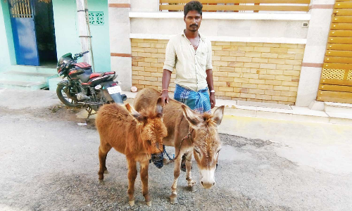 சேலத்தில் கழுதை பால் விற்பனை அமோகம்- ஒரு சங்கு ரூ.100-க்கு விநியோகம்