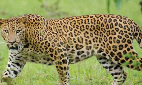 ஊட்டியில், புலி, கரடி நடமாட்டம்