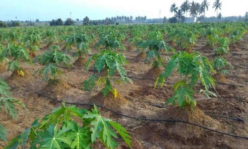 தோட்டக்கலைத்துறை மூலம் மடத்துக்குளம் விவசாயிகளுக்கு மானியம் வழங்க ரூ. 50 லட்சம் நிதி ஒதுக்கீடு