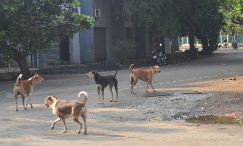 கோவை மாநகராட்சியில் தெருநாய்களை கட்டுப்படுத்த அதிரடி நடவடிக்கை