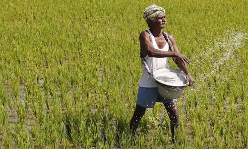 டிஏபி  உரத்திற்கு  மாற்றாக  சூப்பர் பாஸ்பேட் உரங்களை பயன்படுத்த நெல் விவசாயிகளுக்கு அரசு வேண்டுகோள்