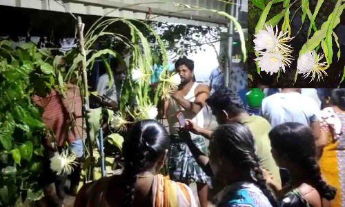 இரவில் மலர்ந்த பிரம்ம கமலம் பூ பொதுமக்கள் பார்வையிட்டு ரசித்தனர்