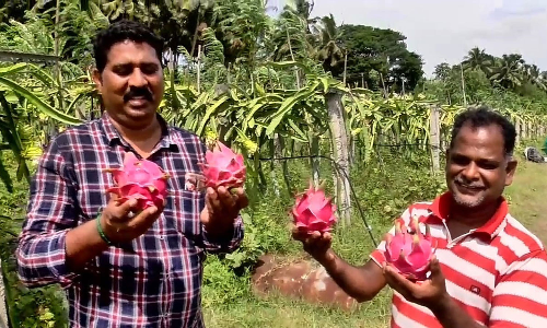 டிராகன் பழ சாகுபடியில் பட்டதாரி விவசாயி