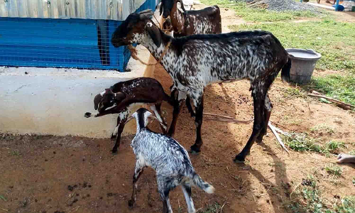 ஆடு திருடியவரை மடக்கி பிடித்த பொதுமக்கள்