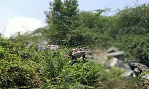 சோழசிராமணி வெள்ள நீர் ஊருக்குள் புகாமல் தடுக்க கோரிக்கை