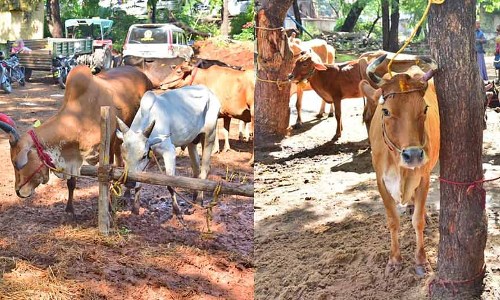 பசு மாடுகள் பெற்றுக்கொண்ட பழங்குடியின மக்கள் முதல்-அமைச்சருக்கு நன்றி
