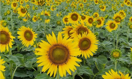 சாம்பவர்வடகரையில் சூரியகாந்தி பயிர் சாகுபடி அதிகரிப்பு