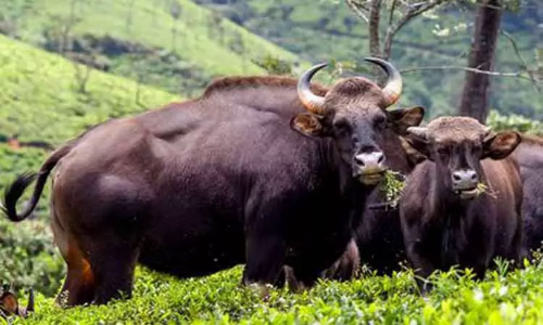 காட்டெருமை தாக்கி தொழிலாளி படுகாயம்