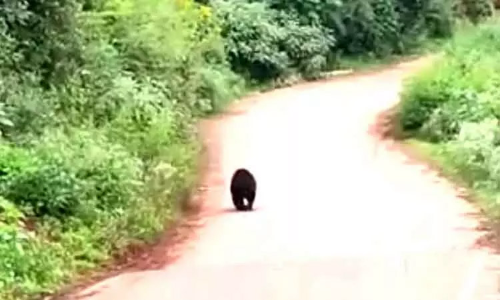 கோத்தகிரியில் ஆக்ரோஷத்துடன் உலா வரும் கரடி