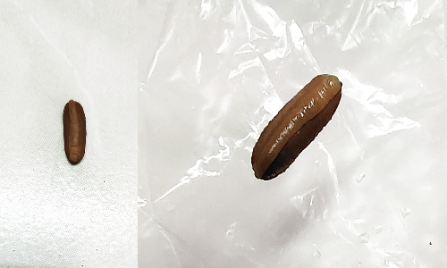 பானிபூரியில் அட்டைப்பூச்சி