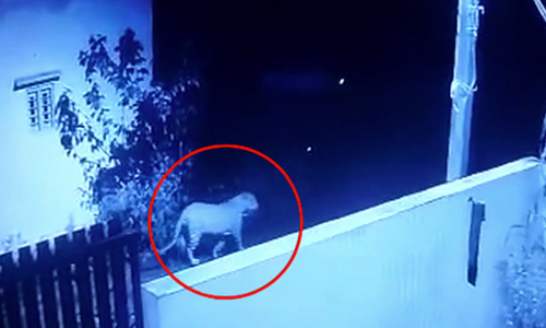 ஓசூர் அருகே  ஊருக்குள் புகுந்த சிறுத்தையால் பொதுமக்கள் பீதி