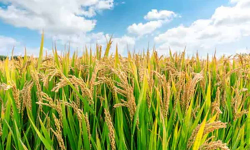 சம்பா பருவத்தில் பயிர் செய்ய நெல் ரகங்கள் பரிந்துரை