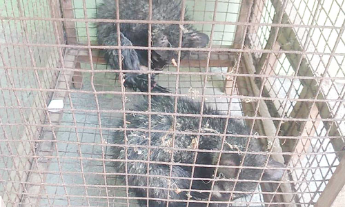 கிணற்றில் விழுந்த மரநாய் குட்டிகளுடன் மீட்பு