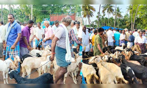 ஆடி-18 பண்டிகையையொட்டி பேளூர் வாரச்சந்தையில் விற்பனைக்கு குவிந்த ஆடுகள்