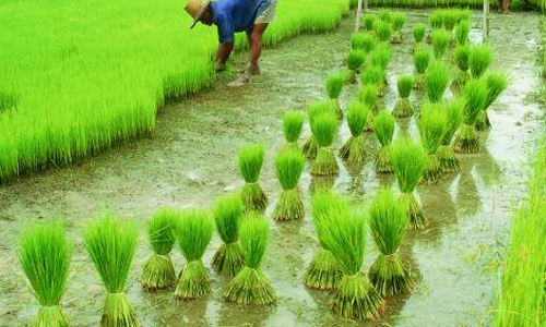 இளைஞர்களுக்கு இயற்கை விவசாய இலவச பயிற்சி